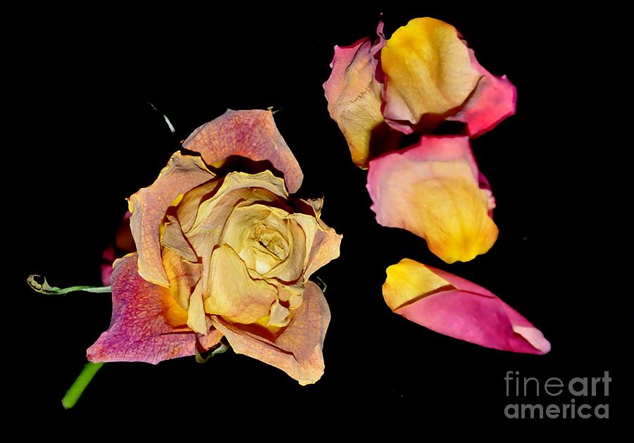 Roses #9 Photograph by Sylvie Leandre
