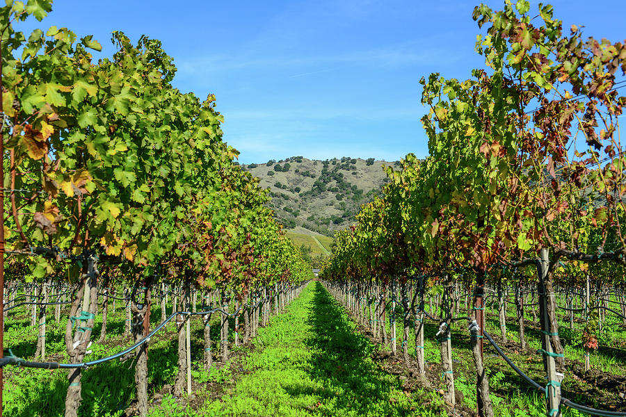 Rows of Grapevines in Napa Valley California #9 Photograph by Brandon Bourdages