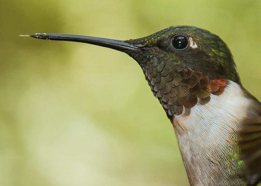 Ruby-Throated Hummingbird #9 Photograph by Robert L Jackson