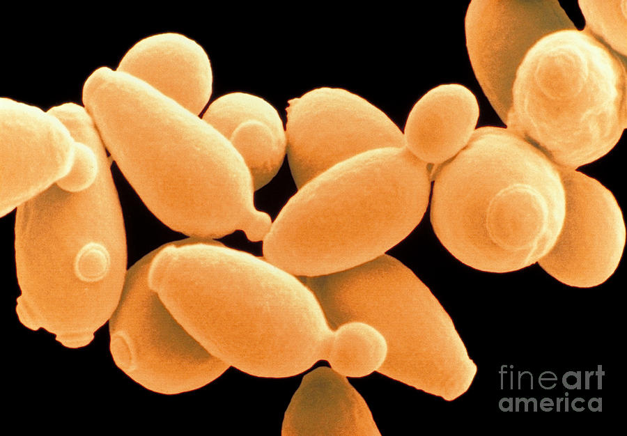 Saccharomyces Cerevisiae Photograph by Scimat