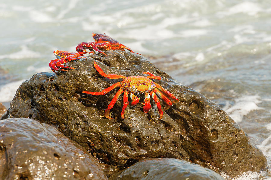 Sally Lightfoot crab on Galapagos Islands #9 Photograph by Marek Poplawski