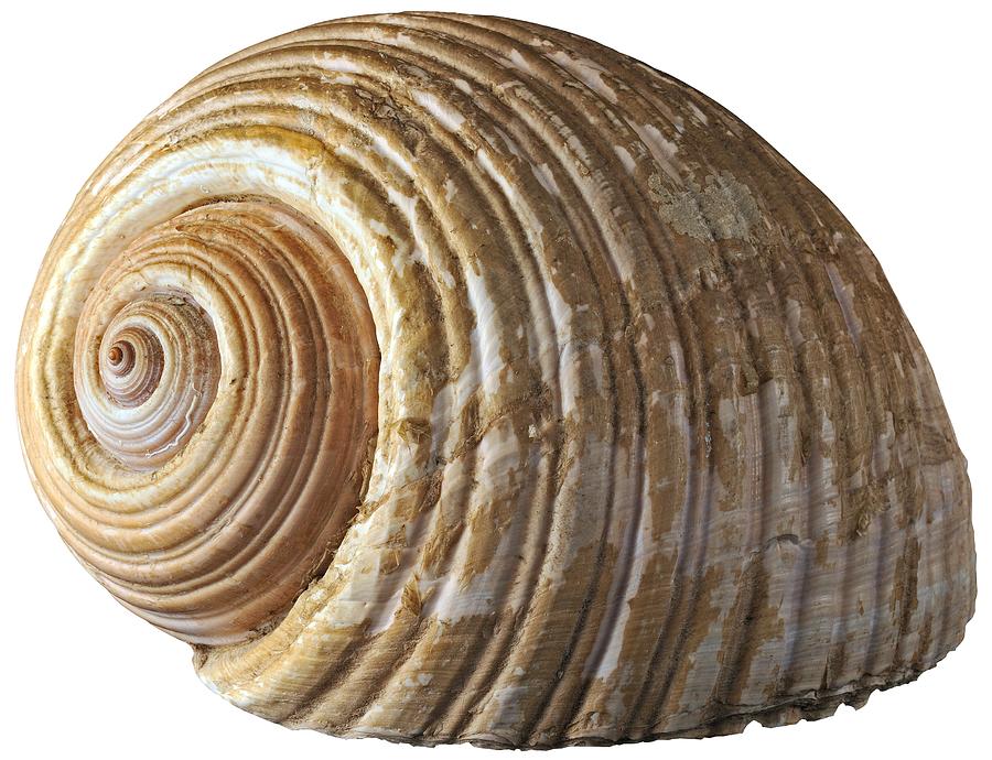 Still Life Photograph - Sea shell #9 by George Atsametakis