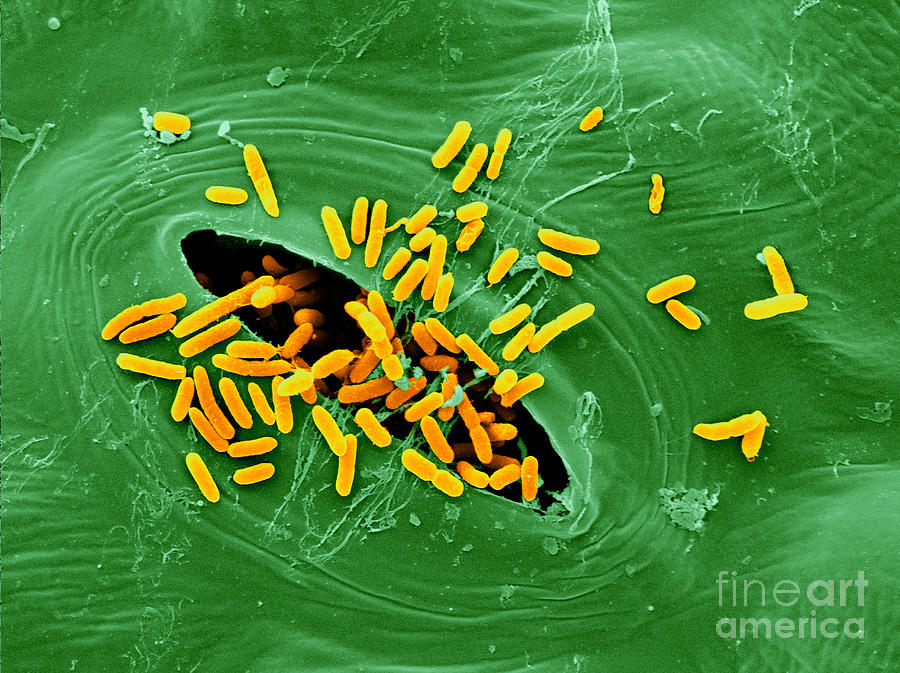 Sem Of E. Coli Bacteria On Lettuce #9 Photograph by Scimat