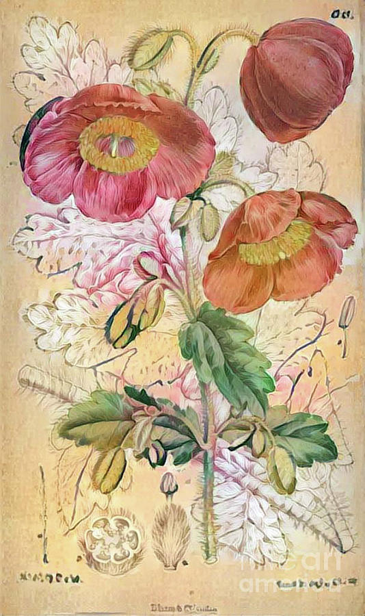 Shabby Chic Botanical Flowers #9 Digital Art by Amy Cicconi