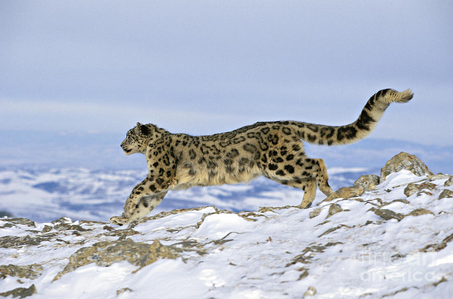 Animal Photograph - Snow Leopard #9 by Jean-Louis Klein & Marie-Luce Hubert