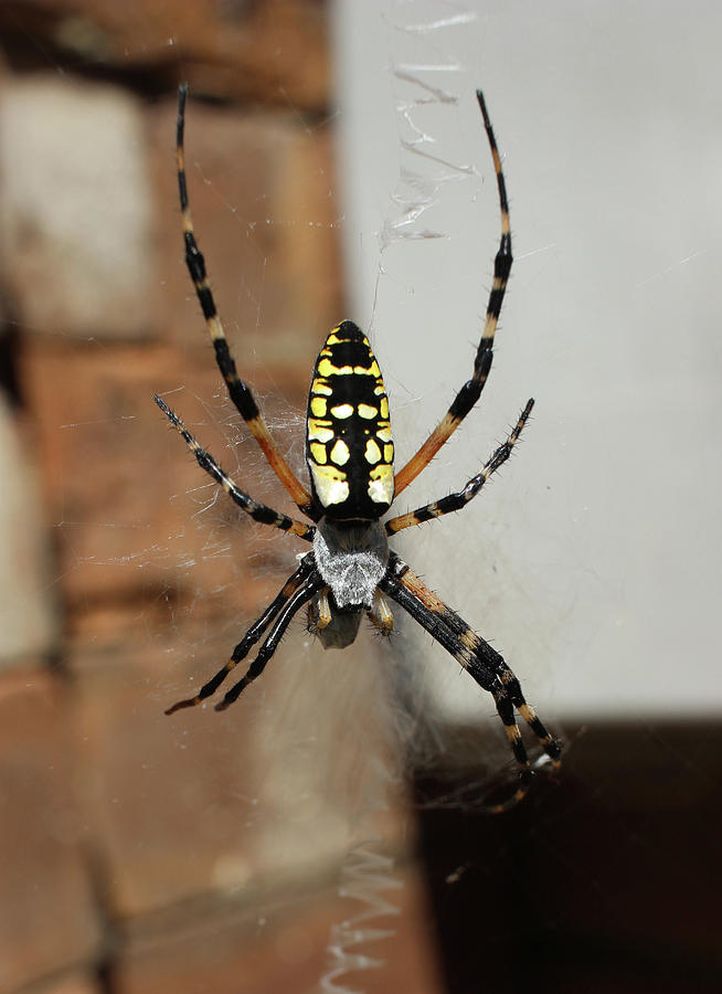 Spider by Michele Caporaso Spider by Michele Caporaso