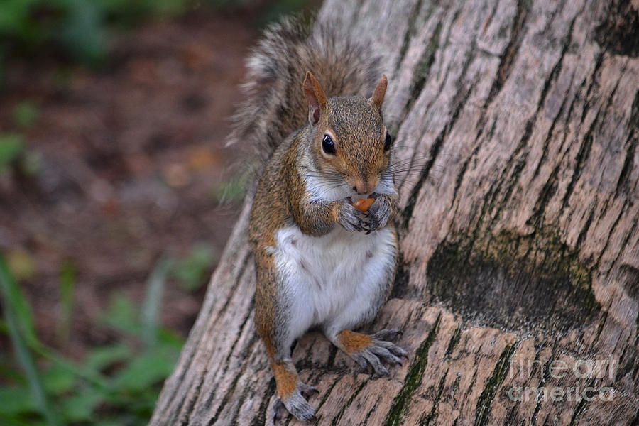 9- Squirrel Photograph by Joseph Keane