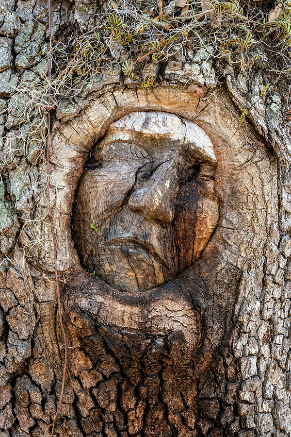 St. Simons Island Tree Spirit, The Hammock, St. Simons Island, G #9 Photograph by Dawna Moore Photography