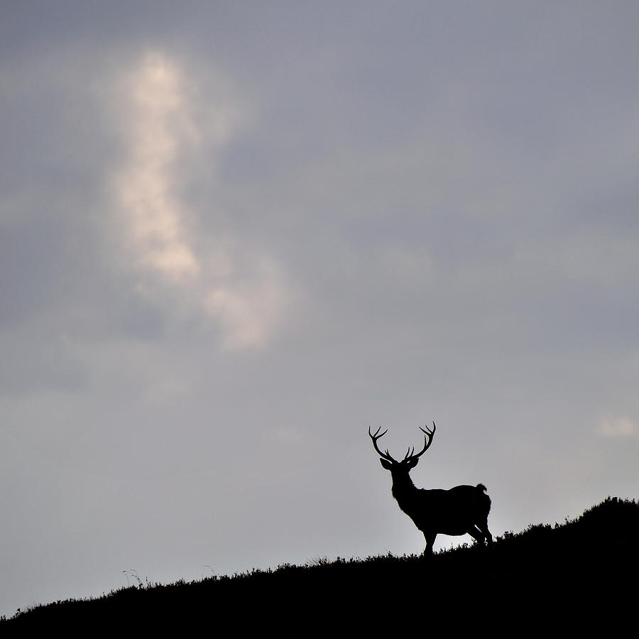  Stag Silhouette #9 Photograph by Gavin Macrae