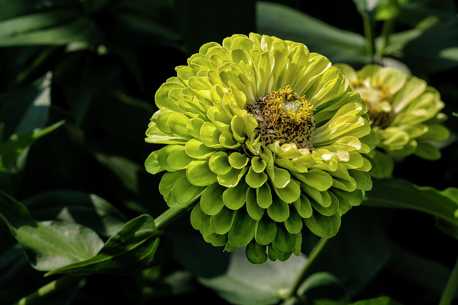 Summer Flower #9 Photograph by Robert Ullmann