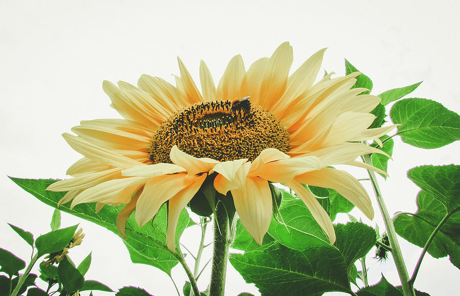 Sunflower Photograph - Sunflower #9 by Cesar Vieira
