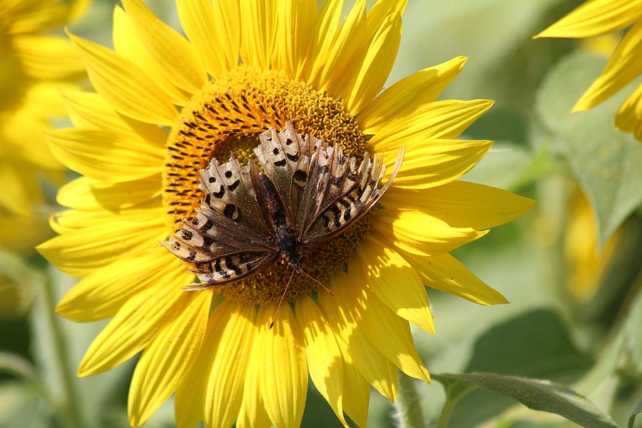 Sunflower #9 Photograph by Donn Ingemie