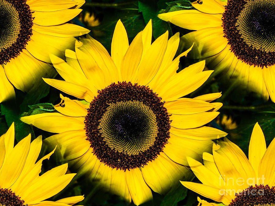 Sunflower  #9 Photograph by Gerald Kloss