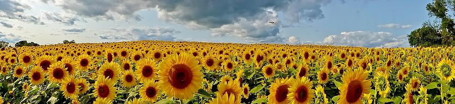 Sunflower Hill Photograph