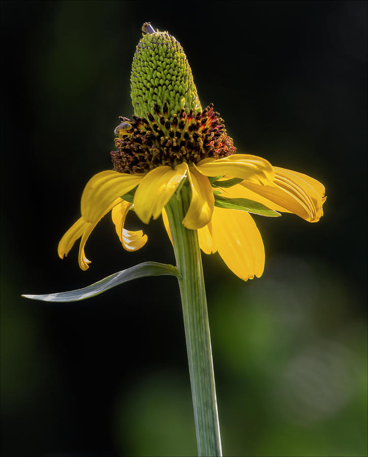 Sunflower #9 Photograph by Robert Ullmann