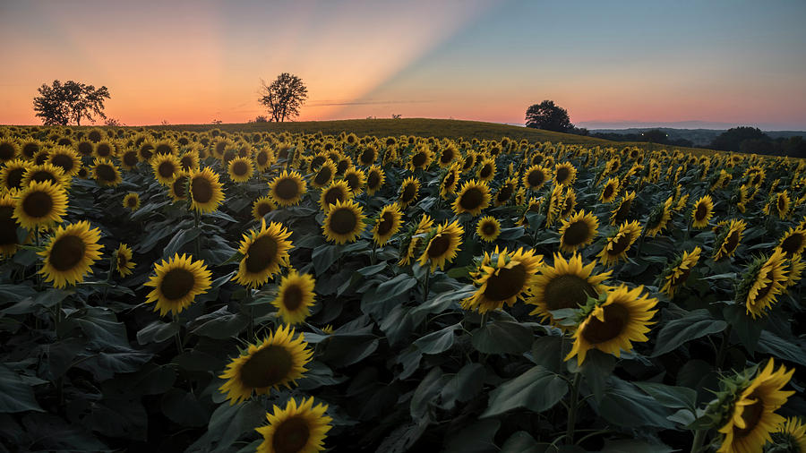 Sunflower Sunset #9 Photograph by Ryan Heffron
