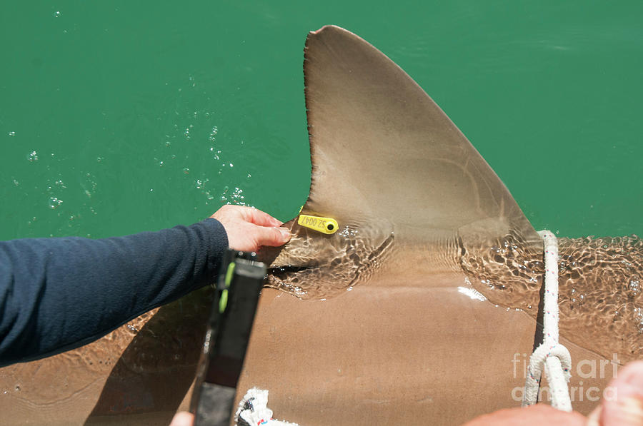 tagging a sandbar shark Carcharhinus plumbeus #9 Photograph by Hagai Nativ