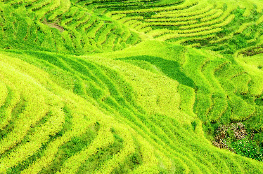 The terraced fields scenery in autumn #9 Photograph by Carl Ning