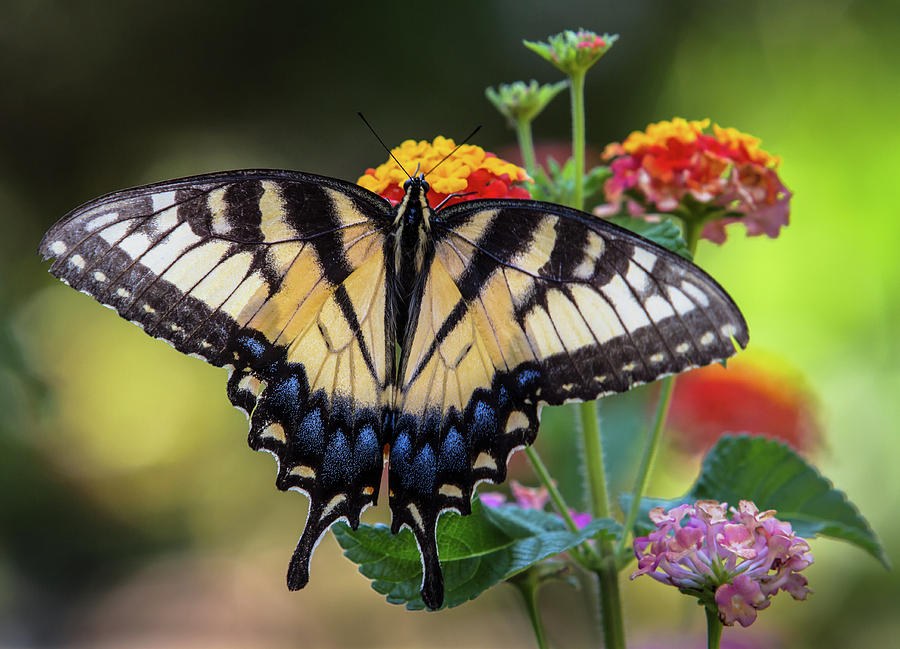 Tiger Swallowtail Butterfly Photograph by Mark Chandler | Fine Art America