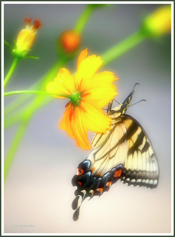 Tiger Swallowtail Butterfly on Cosmos Flower #9 Photograph by A Macarthur Gurmankin