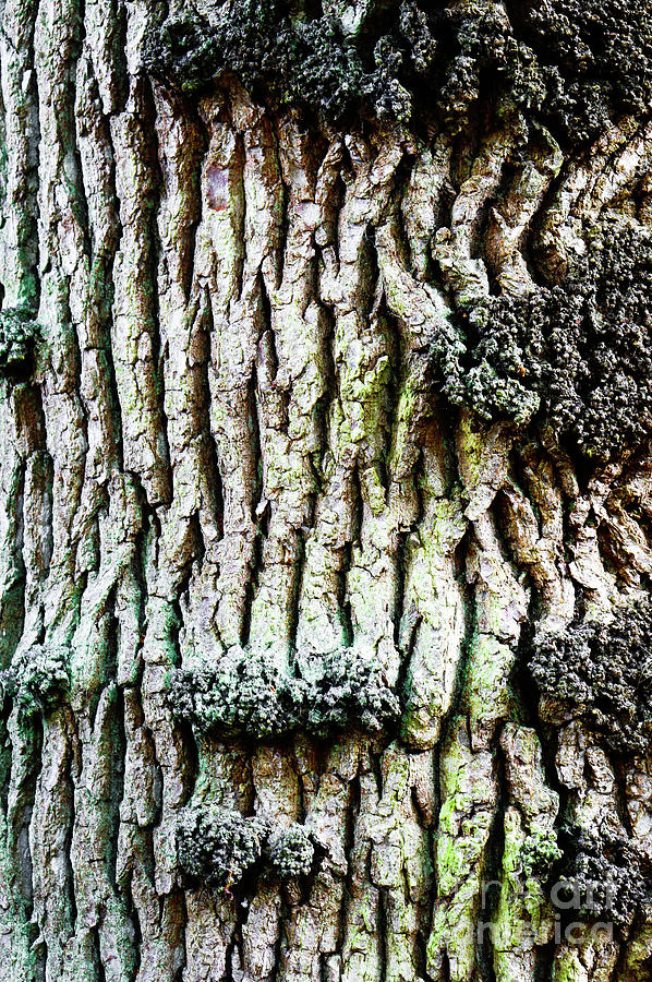 Tree bark #9 Photograph by Tom Gowanlock