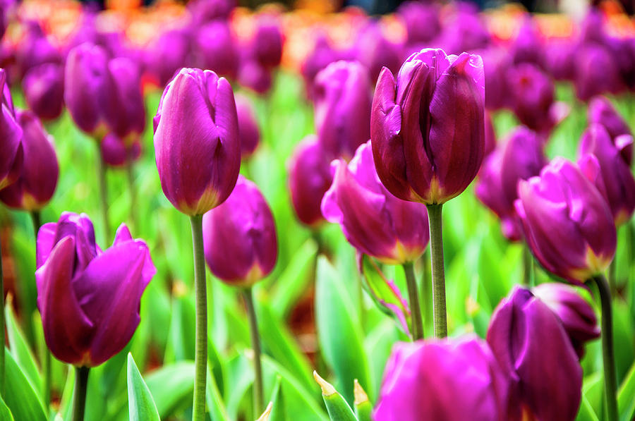 Tuilps flower Photograph by Carl Ning - Fine Art America