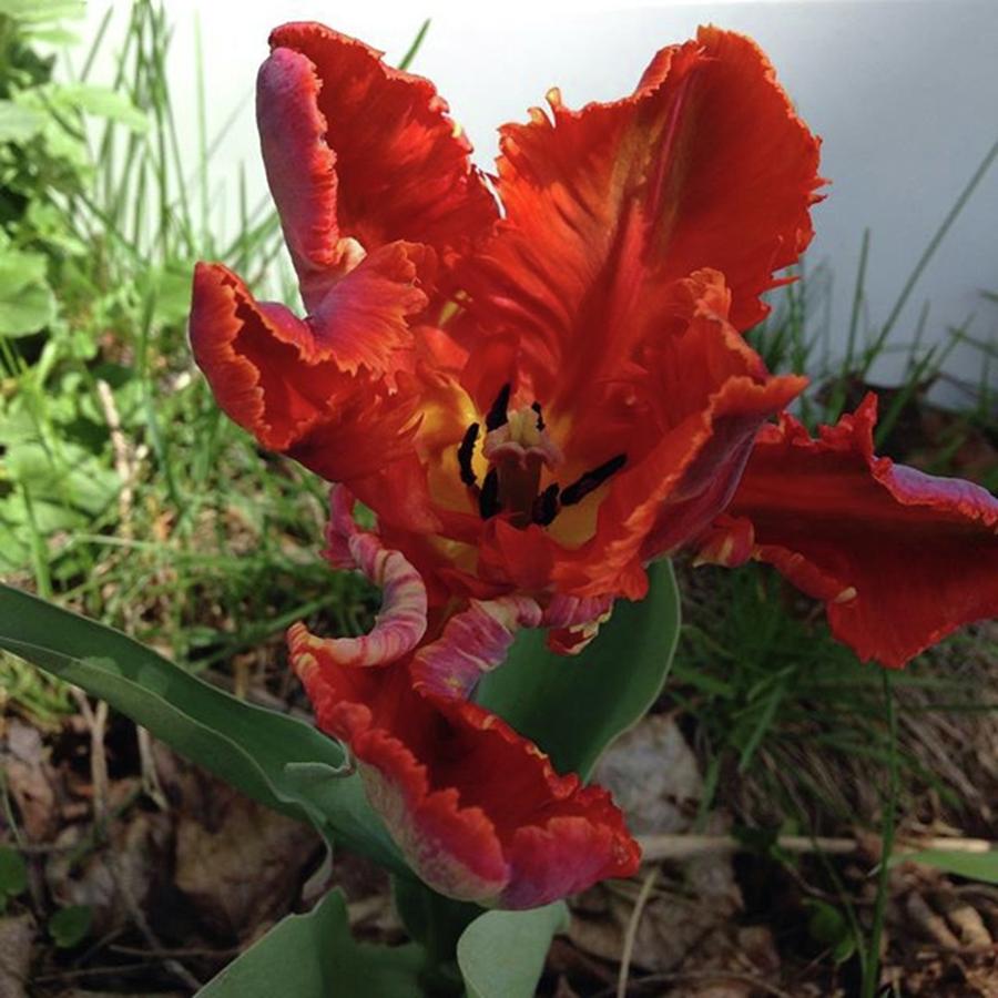 Tulip #9 Photograph by Amanda Richter