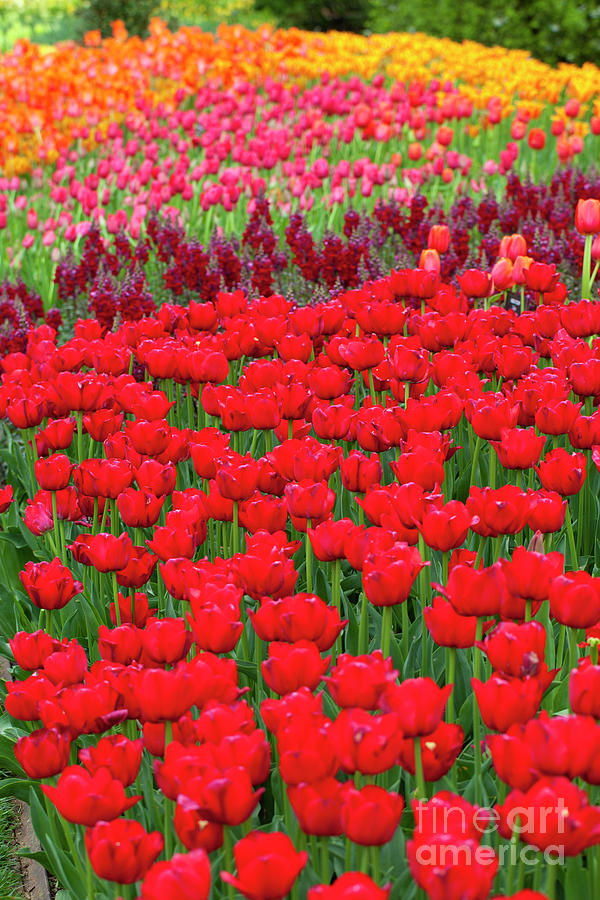 Tulip Garden #9 Photograph by Anthony Totah