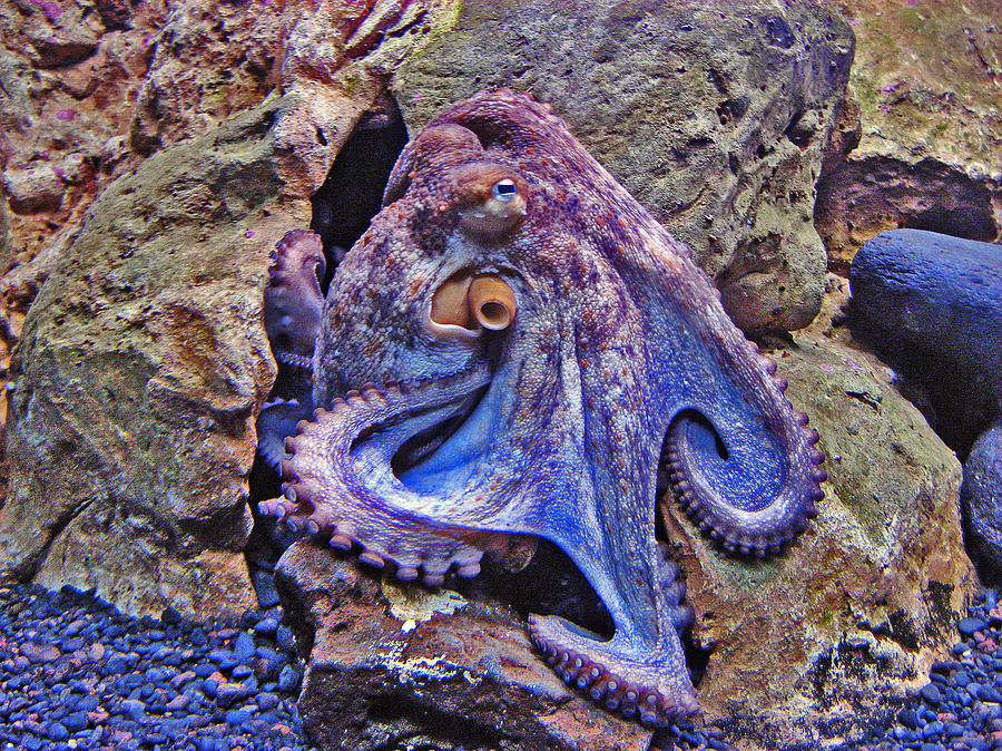 Octopus Photograph - Underwater World. #9 by Andy i Za