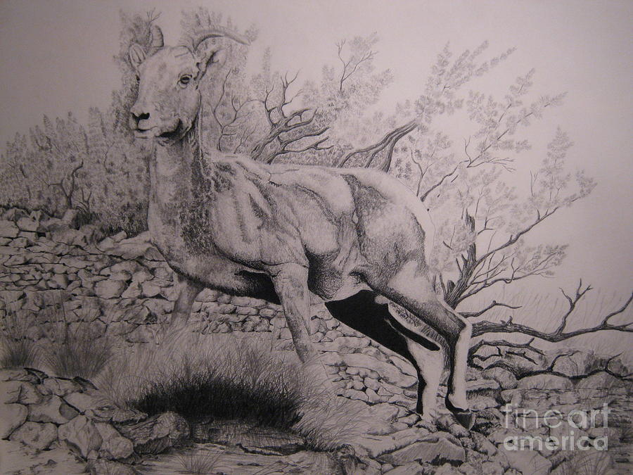 Wildlife Drawing - Untitled #10 by John Huntsman