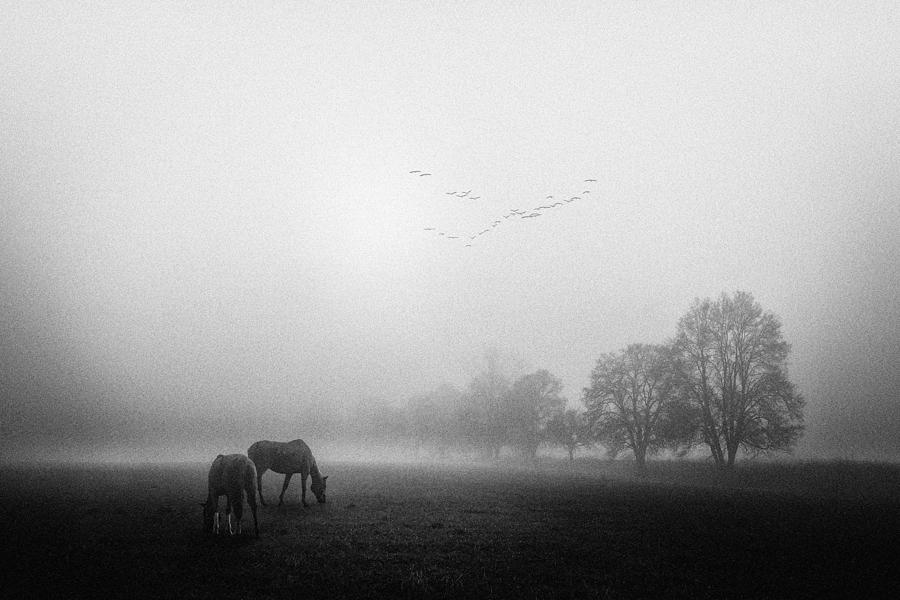Horse Photograph - Untitled #9 by Stanislav Hricko