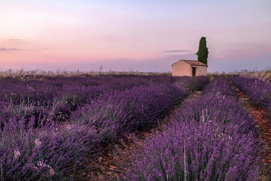 Summer Photograph - Valensole - Provence, France #9 by Joana Kruse
