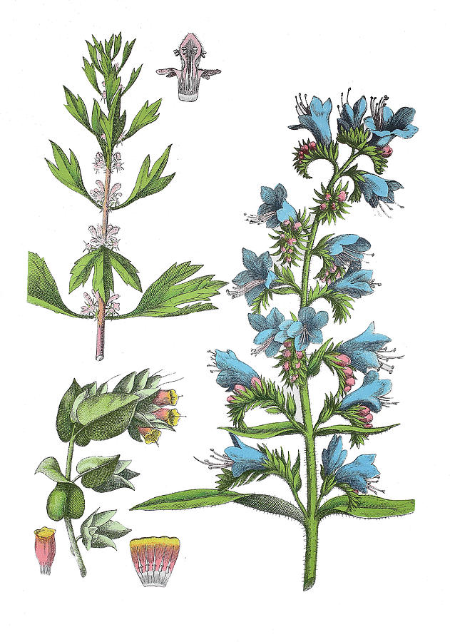 Various Medicinal Plants Drawing by Bildagentur-online