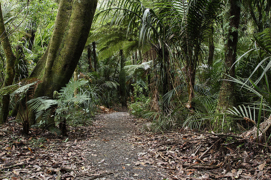 Jungle Photograph - Walking trail #9 by Les Cunliffe