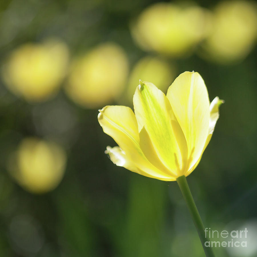 Yellow tulips #9 Photograph by Kati Finell