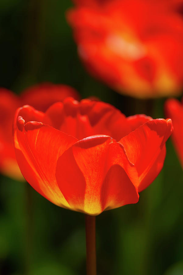 Tulips #90 Photograph by Robert Ullmann