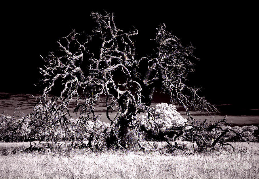 90237 Texas Live Oak Photograph by Erik Poppke | Fine Art America