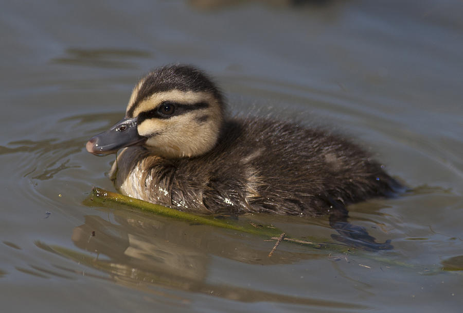Duckling #91 Photograph by Masami Iida