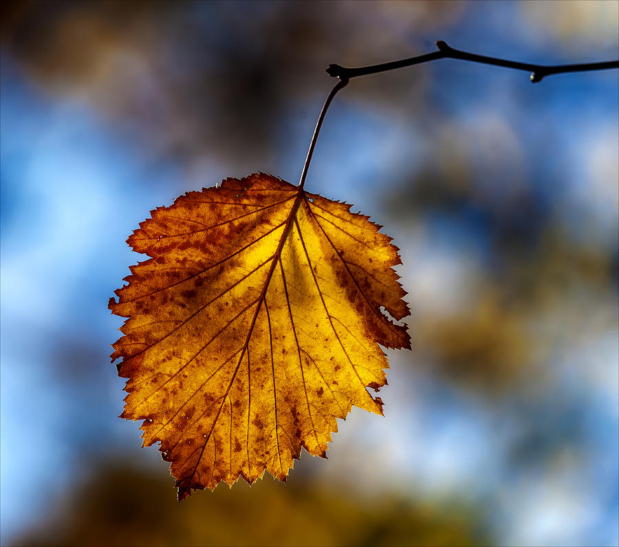 Fall Foliage #91 Photograph by Robert Ullmann