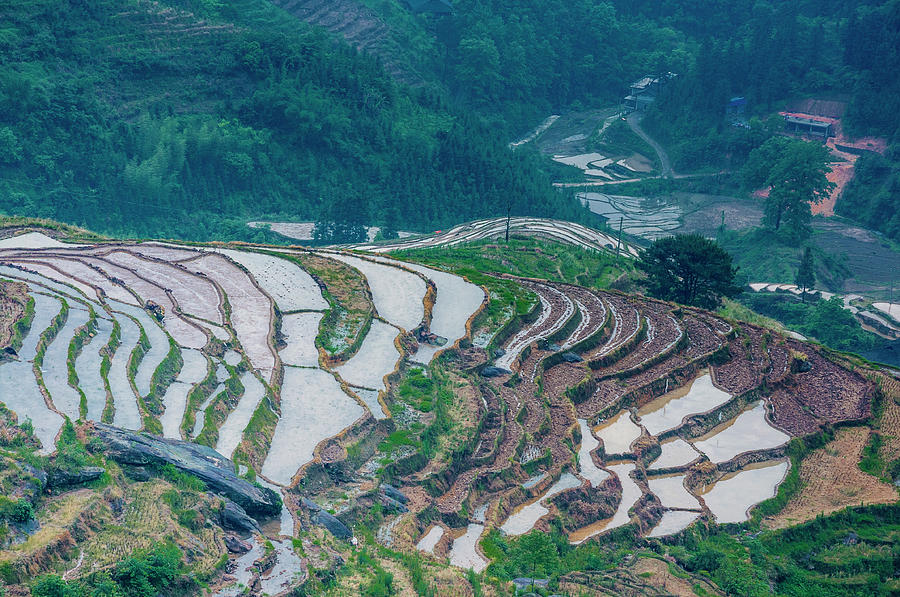 Longji terraced fields scenery #91 Photograph by Carl Ning