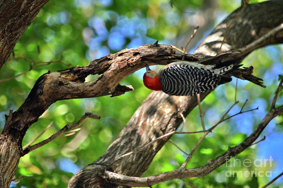94- Red-Bellied Woodpecker Photograph by Joseph Keane