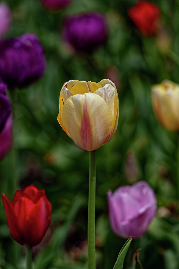 Tulips #91 Photograph by Robert Ullmann