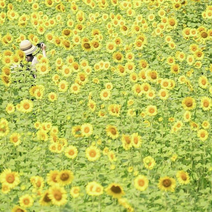 Flower Photograph - Instagram Photo #91480900801 by Masashi Matsuno