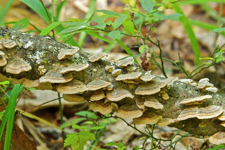 Polypores 9155 Photograph by Michael Peychich
