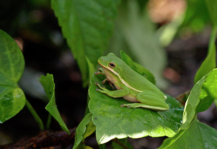 _9167570 American Green Tree Frog Photograph by Stephen Ham - Fine Art ...