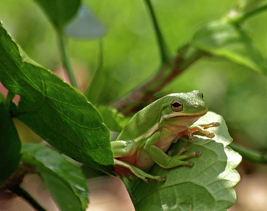 _9167594 American Green Tree Frog Photograph by Stephen Ham | Fine Art ...