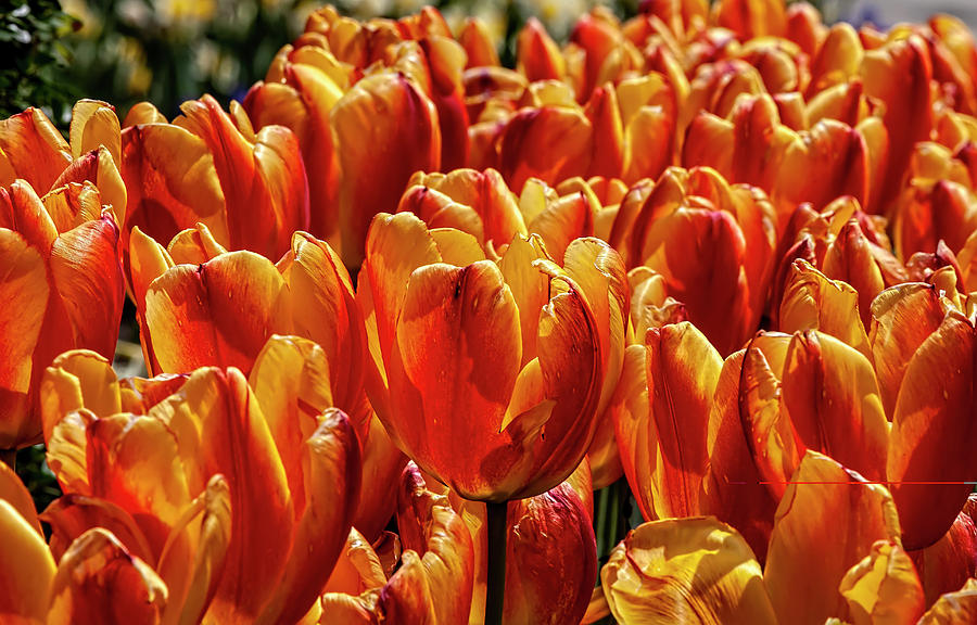Tulips #92 Photograph by Robert Ullmann