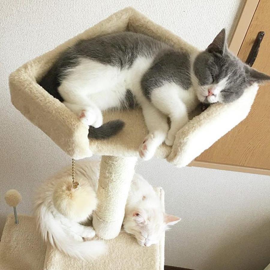 Animal Photograph - Cats taking a nap at the cat tower by Haruko Endo