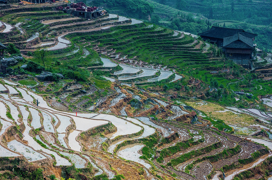 Longji terraced fields scenery #93 Photograph by Carl Ning