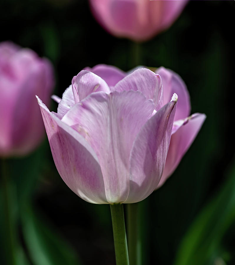 Tulips #93 Photograph by Robert Ullmann